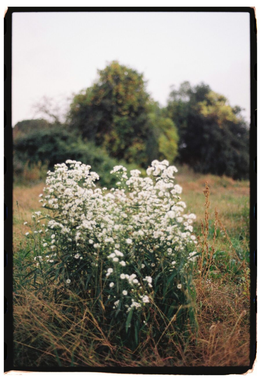 Wildflowers