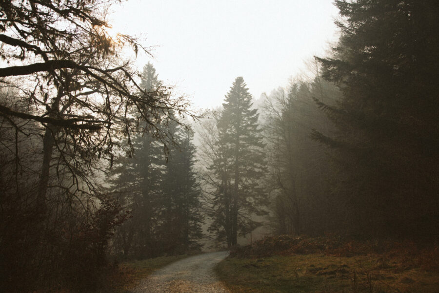 In the forest