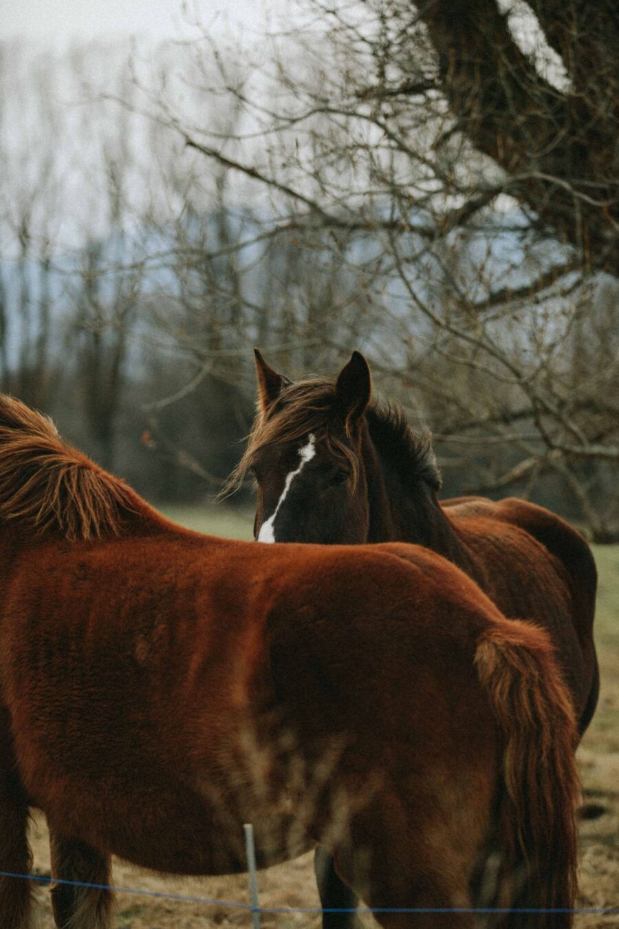 Wild and free
