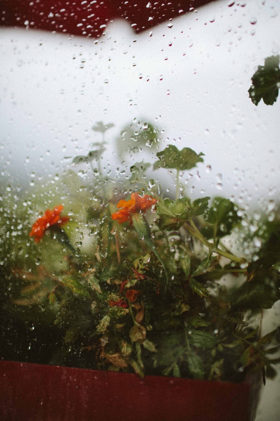 Rainy day with flowers