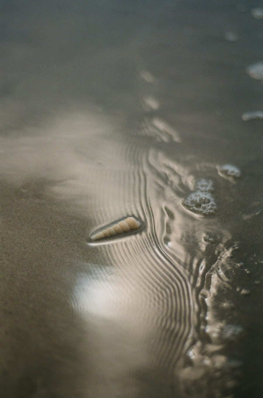 Caracola de mar - Analog