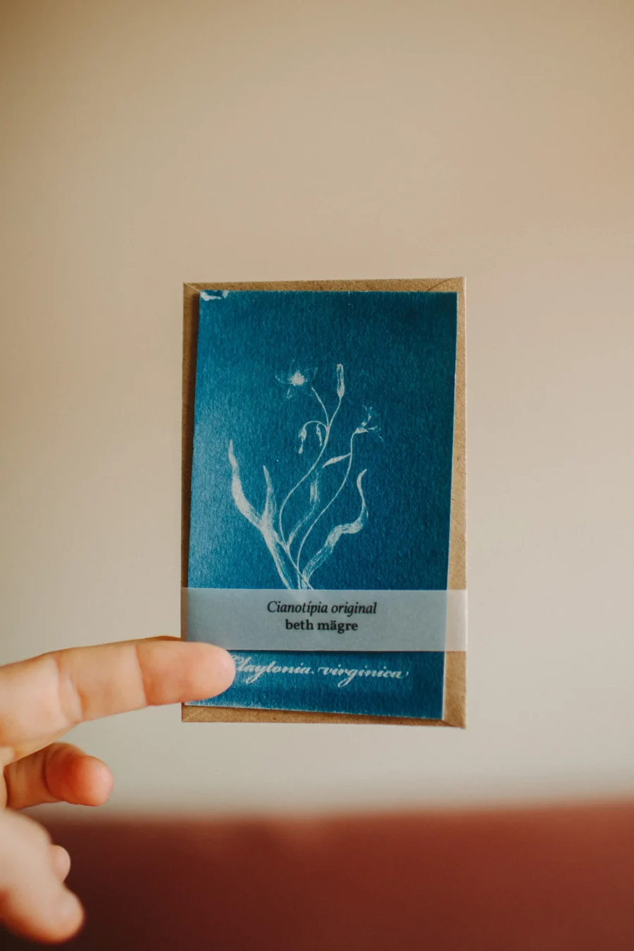 Cyanotype - Herbarium IV